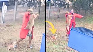 Hungry Coyote Eyes Little Dog, Then Man In Bathrobe Shows Up