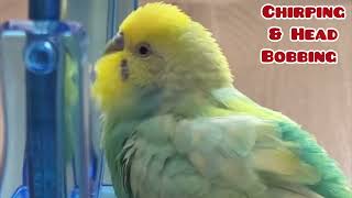 Budgie singing to mirror | Parakeet Sounds #birds #viral #parakeet #parrot #shorts