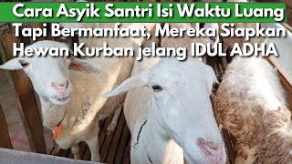 Jelang IDUL ADHA 2022, Santri Pesantren Persiapkan HEWAN KURBAN TERBAIK Mulai dari SEKARANG