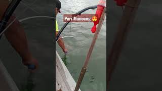 Ikan Pari Muncung naik guys😍 #shorts #short #viral #youtubeshorts #shortvideo #foryou #like #nelayan