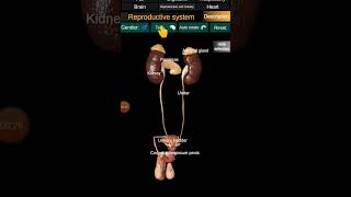 Male Reproductive system 3D animation video #1millanviwes #shorts #viralvideo #3danimation