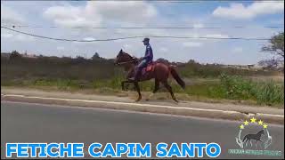 FETICHE CAPIM SANTO #mangalargamachador/#mangalargadobrasil/#mangalargadeelite/#viral_video