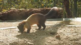 yellow throated marten #प्रकृति #wildbirdphotography #wildlife #nature #nainitaluttarakhand #sattal