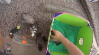 Ferret Playtime POV