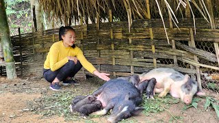 FULL VIDEO: Harvesting grinding tuber, cauliflower, bananas goes to market sell - Piglets are born