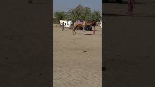 Sindhi village lifestyle Pakistan #trending  #viralvideo  #short  #short