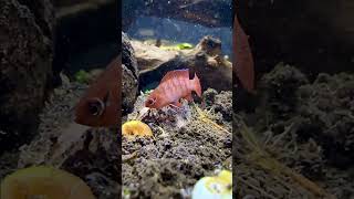 Love me some Scarlet Badis! My favorite little micro predator!  Still trying breeding more!