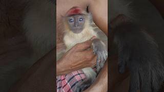 cute monkey baby 😍#cute#monkey#shorts#youtube#youtubeshorts#ytshorts