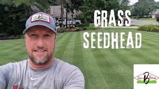 How To Eliminate Grass Seedheads