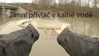 Zůstaly na nejprofláklejším místě vůbec nějaké ryby? Zimní přívlač v kalné řece