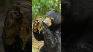 Sun bear Romolina enjoying her banana during feeding time at BSBCC