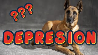 TODO SOBRE LA DEPRESIÓN EN PERROS