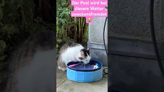 Abkühlung im Katzenpool 😹lustige Katzenvideos 😻 #shorts #cats