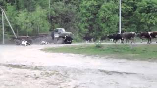 Урал лесовоз врезается в стадо коров - The Urals timber truck slams into a herd of cows