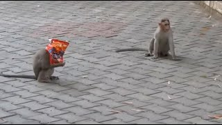 Funny Monkey fight for lays packet !!!