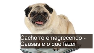 Cachorro emagrecendo - Causas e O QUE FAZER