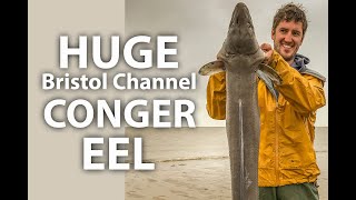 HUGE Bristol Channel Shore-Caught Conger Eel