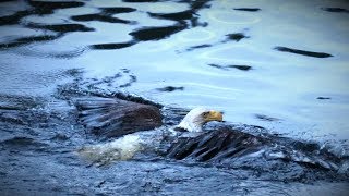 Eagle Kills Heron, Swims to Shore - Northwoods, WI 2019