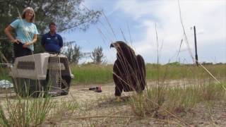 Bald Eagle Release in Cape Coral