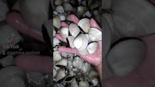 Kerang Tahu Murah dari Cirebon Wa 0895806253000