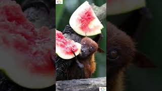 Unveiling Bats facts #weirdanimals #animals #animalfacts  #shorts #shortsfeed #facts #sciencefacts