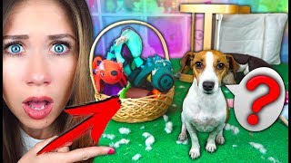 ЧТО С НИМИ СТАЛО ОБЗОР ИГРУШЕК МОЕЙ СОБАКИ СПУСТЯ ГОД | Elli Di Pets