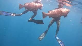 Craziest Commercial Spearfishing Video