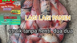 EDAN !! Lagi lagi panen di sini//LOMBA IKAN NILA KP BARONG