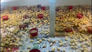 #chicks#chicks in farm🐥🐥🐤🐤🐤🐤🐤