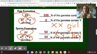 Unit 14 Genetics 1 Part C: Sex Chromosomes