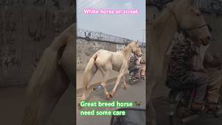 White nukra the world best horse breed in Punjab india and Pakistan #nukrahorse #mreastvlog #Mreast