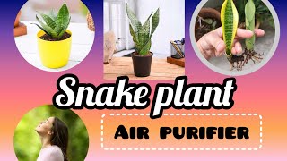 Snake plant in Tamil #snakeplant #indoorplants #airpurifier #nasa #nature #snakeplantcare #tamil