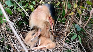 Mother Bird Spits Food But Does Not Come Out