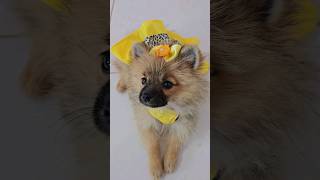 Vestido pet #pets #spitz #lulu