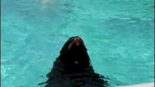 Sea lion performing at Bronx Zoo, New York (3)