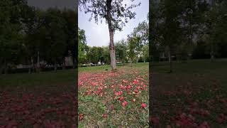 apple tree on the embankment of the Volga River in Samara today