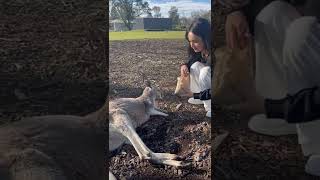 feeding kangaroo in australia! #Shorts