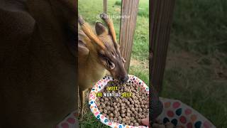 Muntjac Deer | Alien Deer