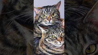 ✨Real vs Fake ✨ Gorgeous tabby cats #cat #youtubeshorts #shorts