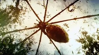 Giant Spider Attack Scene   Kong： Skull Island 20