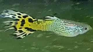 Do guppies tails can grow back? how to cure fin rot or nipped tail in guppies. treating fish fin rot