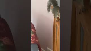 Milty the Rescued Squirrel Personal Walking Tree