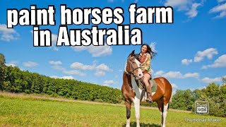 Horse farm in Australia | horses videos | horse farm | horse video | Australia horse farming |