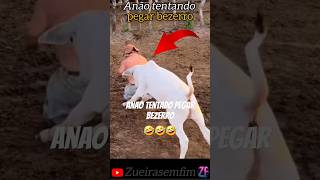 Pililiu tentando pegar bezerro #pililiu #pililiudaresenha #humor #comedia #memes #anao #viralshort