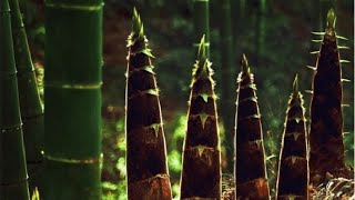 The Life Cycle of Bamboo | Modern Agricultural Cultivation, Harvesting, and Processing of Bamboo