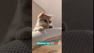 Funny Cats (3)