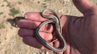 That Time I Saved A Snake From The Chickens