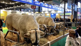 Walking in Paris – The International Agricultural Show Part 1 (4K, Stereo Sounds)