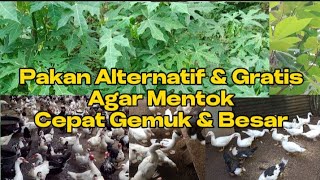 Pakan Alternatif Gratis Agar Entok Cepat Gemuk & Besar