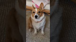 Some goofy looking corgi that sits and stares at you #pets #corgis #funny